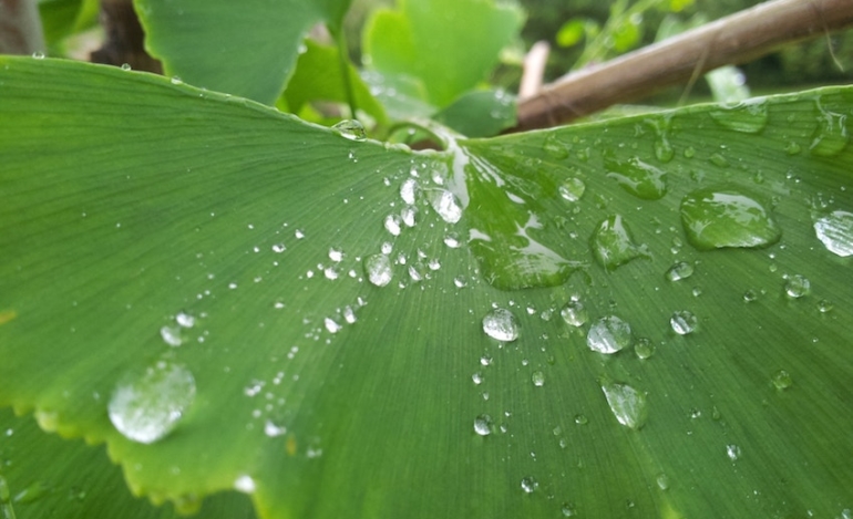 Gingko Potenz steigernd