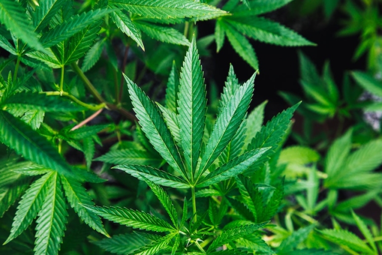 Die Vorteile von CBD