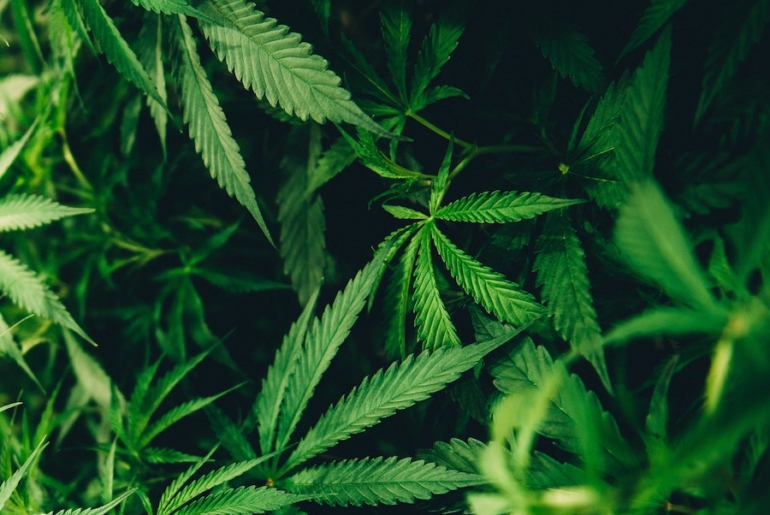 CBD bei Arthritis – Kann das helfen? Cannabis Arthrose